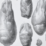 Thumbnail coprolite